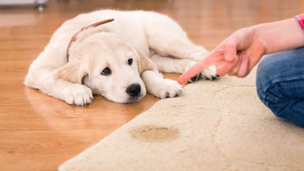 Nettoyage de tapis - La Perse LAINE ET SOIE  : Dépoussiérage, déssablage, fixation des couleurs des tapis anciens, nettoyage artisanal de tapis à la main, désinfection naturelle, séchage contrôlé, Inspection finale .  Rénovation de tapis après les dégâts des animaux, mites ...  Intervention sur sur Lyon, Saint-Etienne, Bourg-en-Bresse et les alentours